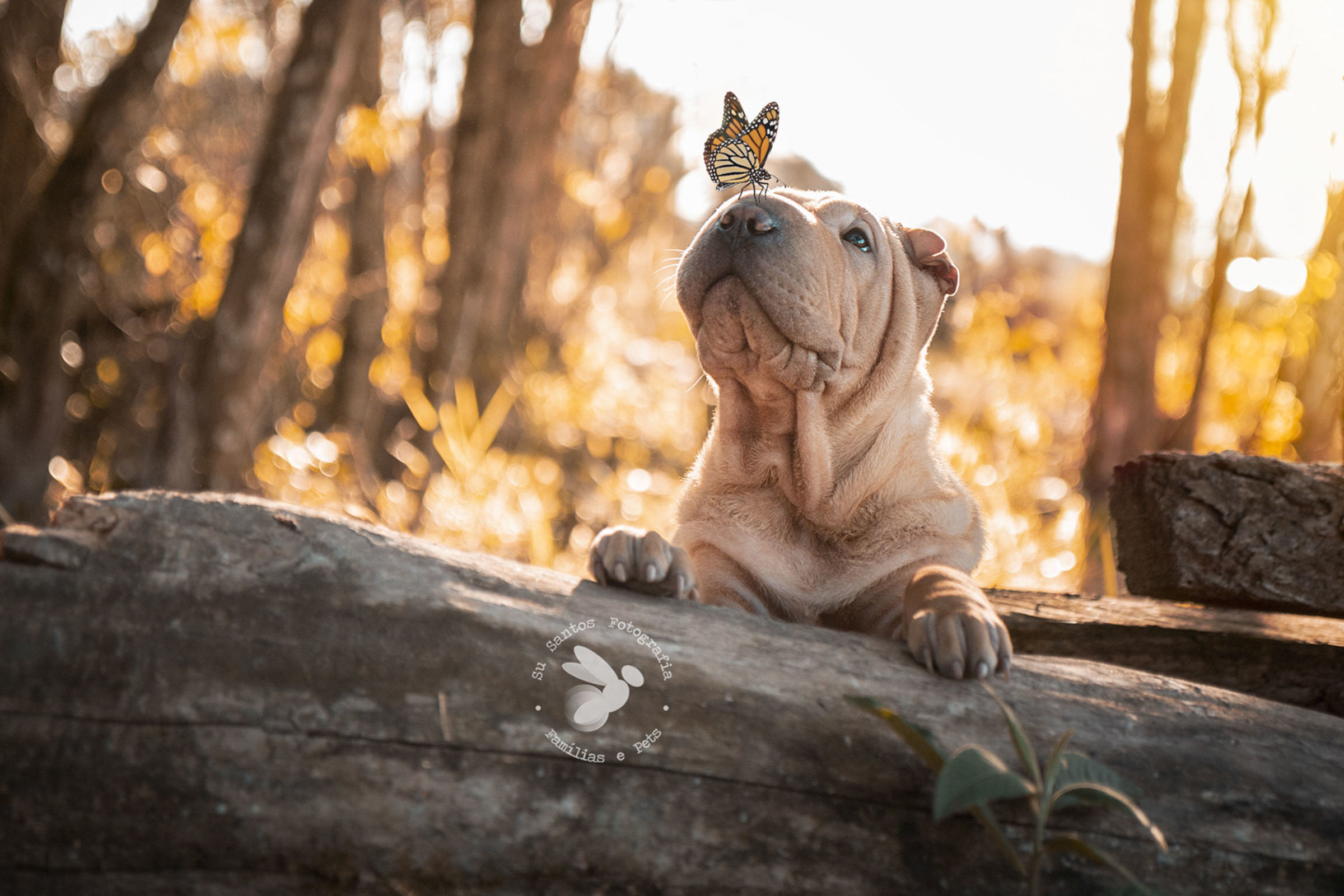 Foto de Sueli De Cassia dos Santos 0