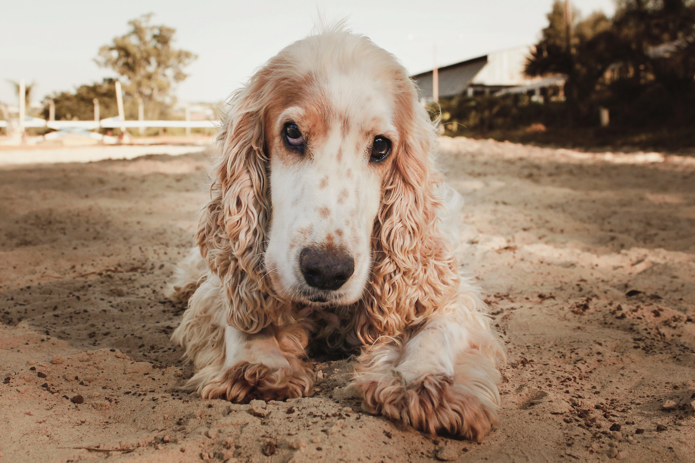 Foto de Sueli De Cassia dos Santos 1