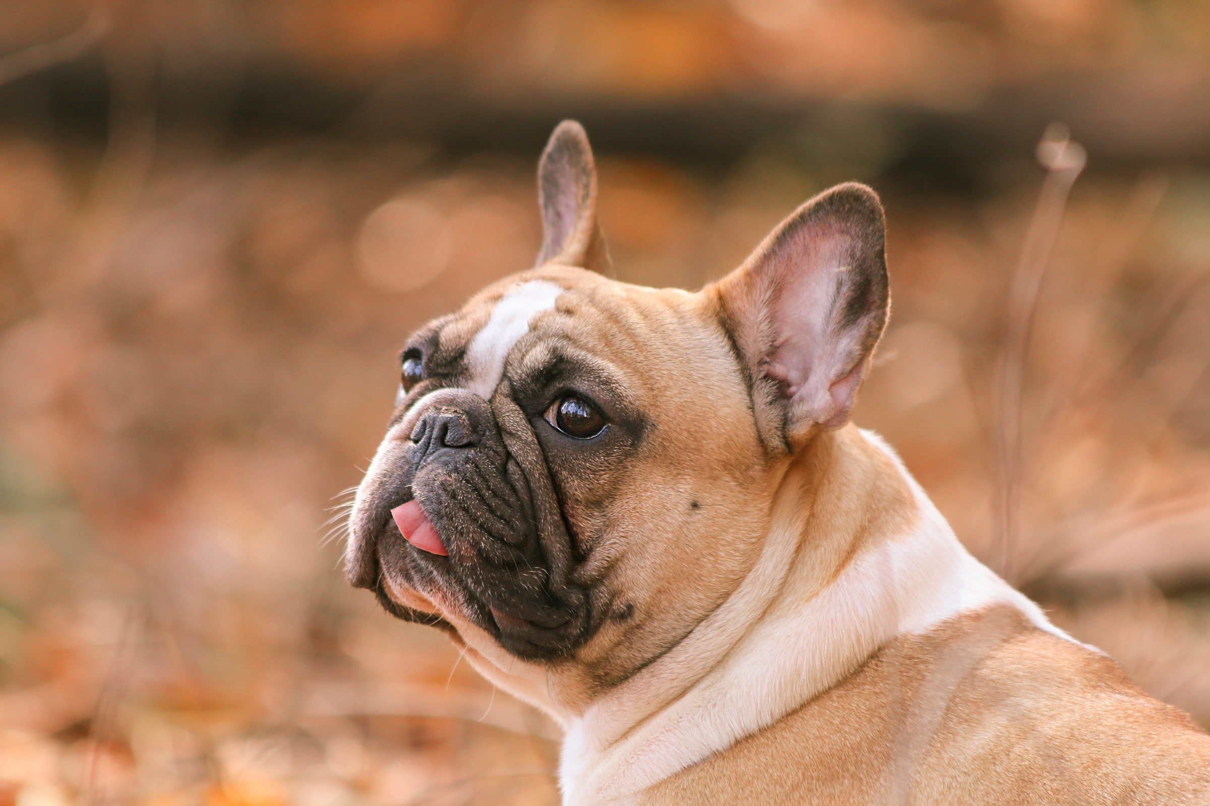 Foto de Sueli De Cassia dos Santos 4