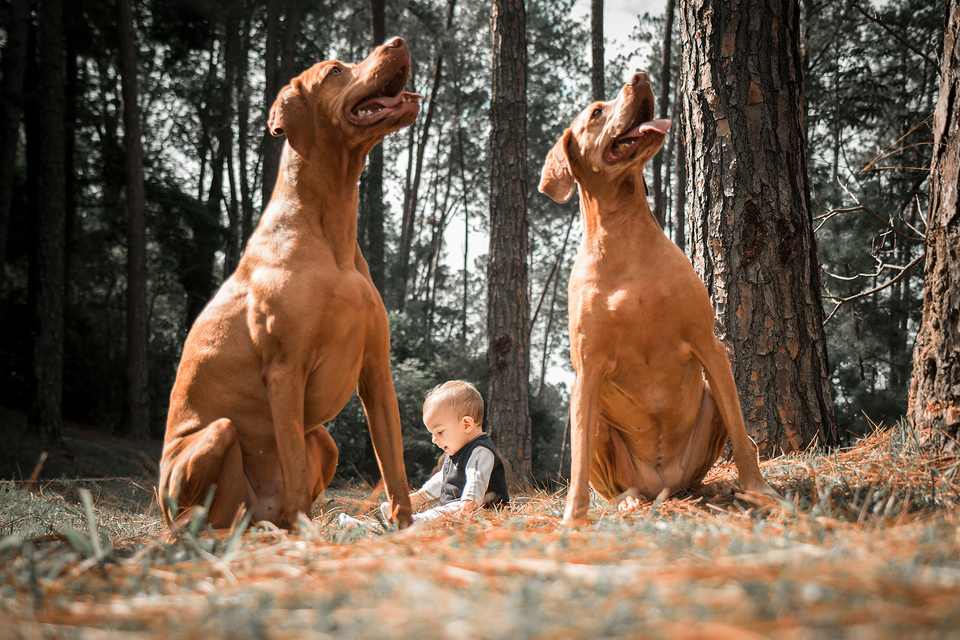 Famílias e Pets