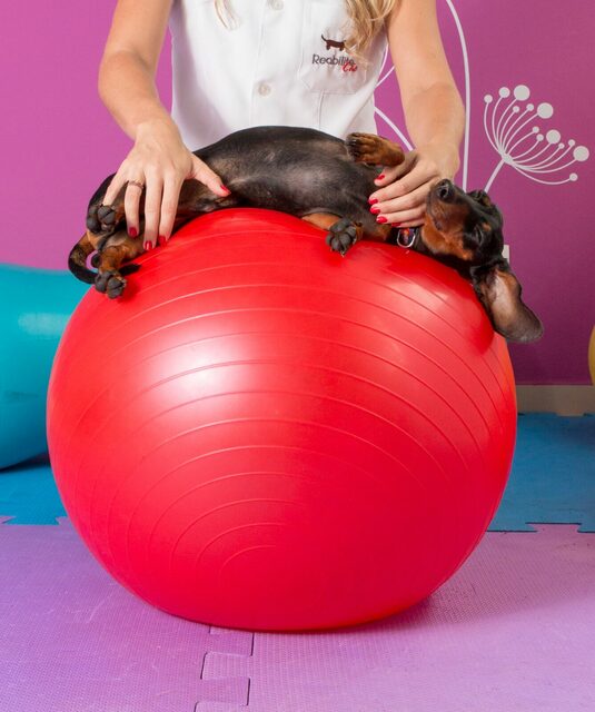 Pet Shops e Veterinários