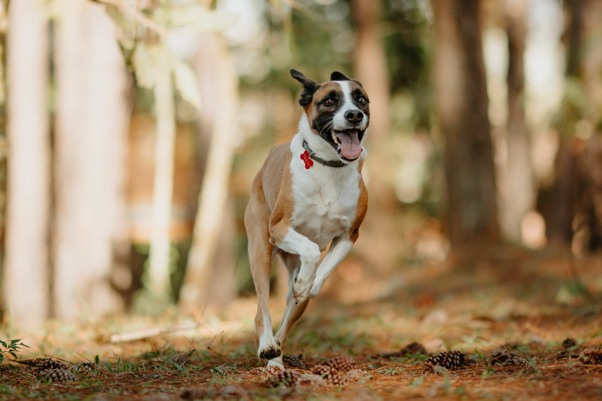 Foto Pré-wedding com cachorro: como incluir seu melhor amigo nesse momento tão especial Foto Pré-wedding com cachorro: como incluir seu melhor amigo nesse momento tão especial - Imagem 4