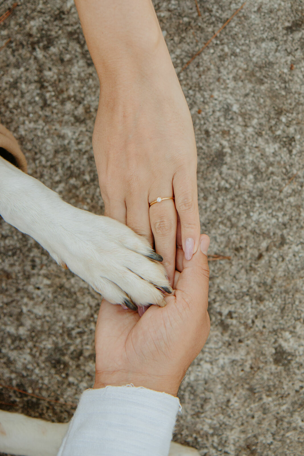 Foto Pré-wedding com cachorro: como incluir seu melhor amigo nesse momento tão especial Foto Pré-wedding com cachorro: como incluir seu melhor amigo nesse momento tão especial - Imagem 7