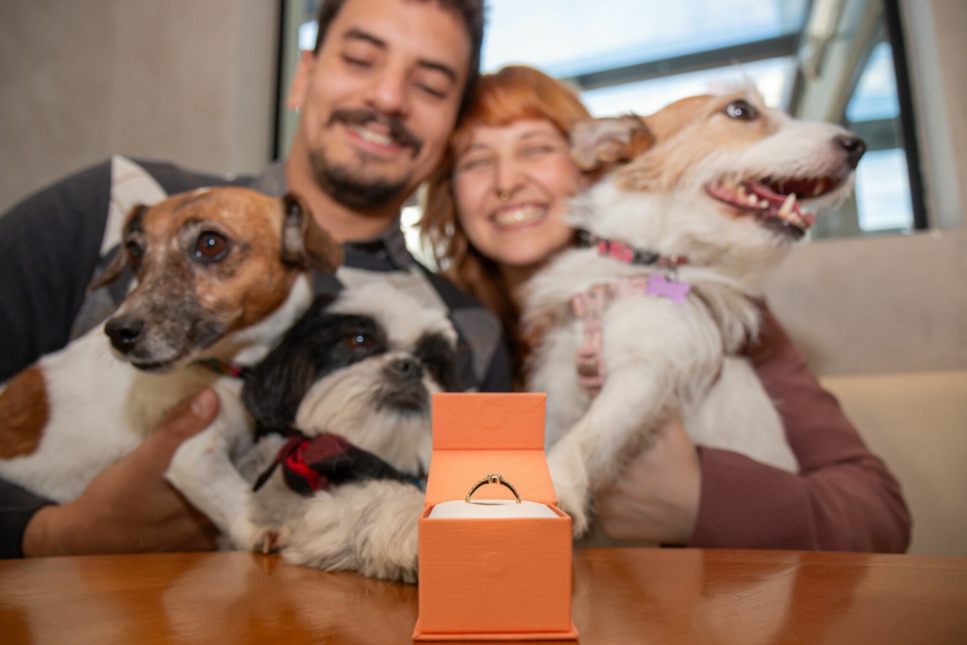 Foto Pedido de casamento com cachorro: ideias para um momento inesquecível Foto Pedido de casamento com cachorro: ideias para um momento inesquecível - Imagem 0