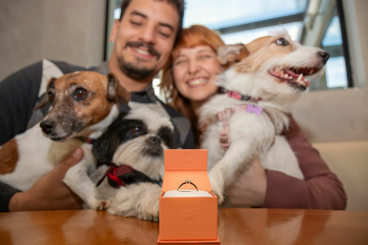 Pedido de casamento com cachorro: ideias para um momento inesquecível
