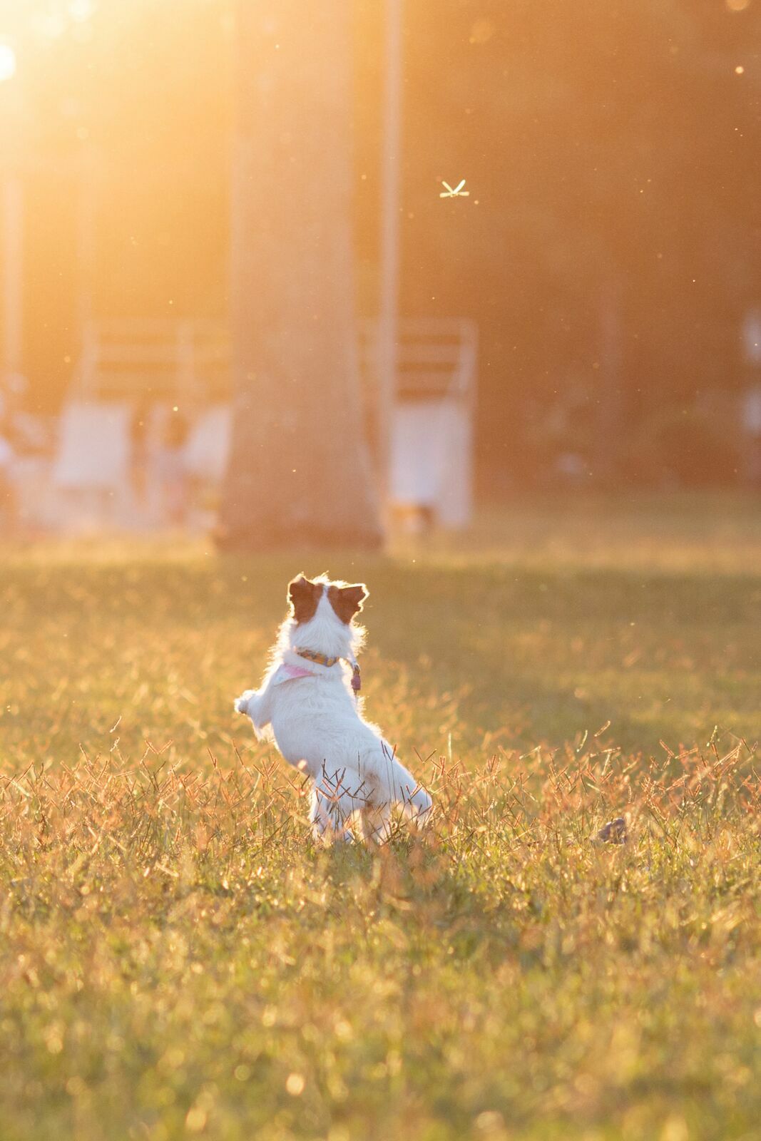 Foto Fotografar na Golden Hour: o que você precisa saber antes do ensaio - Imagem 0