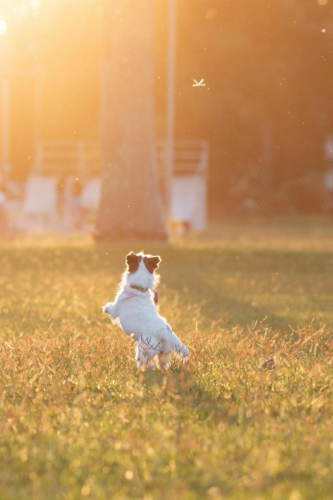 Fotografar na Golden Hour: o que você precisa saber antes do ensaio